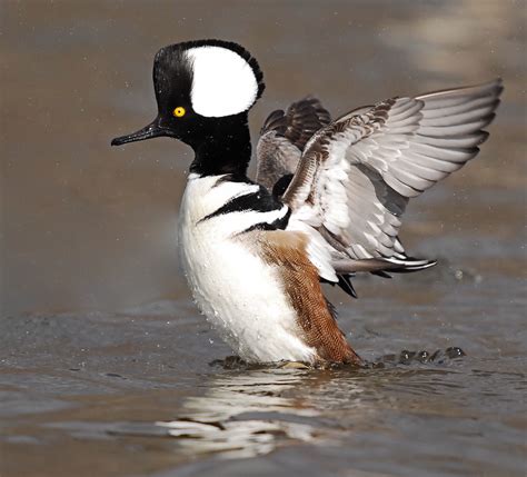 Multimedia Gallery - Male Hooded Merganser | NSF - National Science Foundation