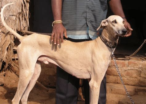 Chippiparai Dog - Indian Hunting Royalty (KANNI BREED GUIDE)