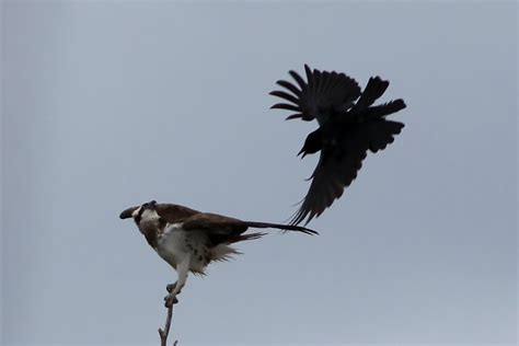 The world around me: Crow attack!