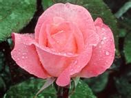 lovely roses wallpapers |Rose Wallpapers