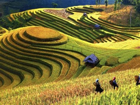 Terrace farming in India : r/oddlysatisfying