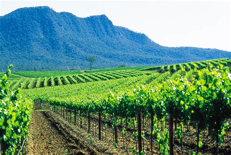 Hunter Valley Wine Tours from Sydney in Limousine :: Voted Best Sydney ...