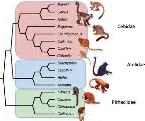 Figure 1 from Biogeography in deep time - What do phylogenetics, geology, and paleoclimate tell ...