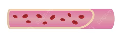 Normal Artery Illustration Cholesterol Science Cell Vector, Cholesterol ...