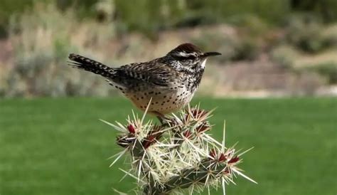 Arizona State Bird: Pictures, and Fun Facts I TheBirdPedia