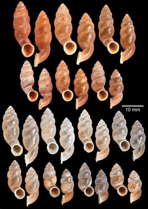 ﻿Annotated checklist of the operculated land snails from Thailand ...