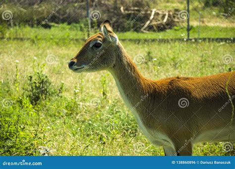 Standing Female Red Lechwe Antelope Stock Photo - Image of chobe, african: 138860896