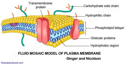 Explain Different Models of Plasma Membrane - DeandrekruwAshley