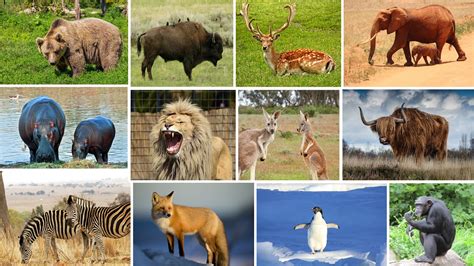 wild animals with names