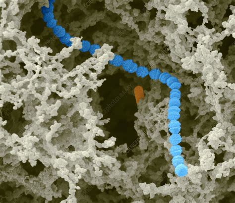 Lactic Acid Bacteria - Stock Image - C001/5125 - Science Photo Library