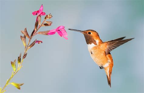 Texas Hummingbird Species and Where to See Them | BirdingLocations