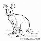 Wallaby Coloring Pages  Free & Printable sketch template