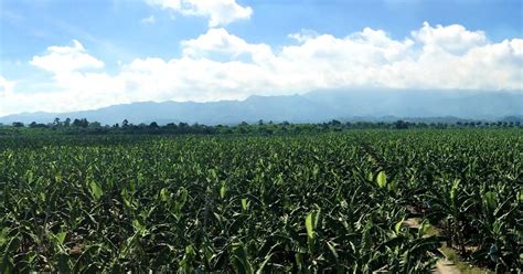 Davao Banana Plantation Farm Tour with Lunch & Transfers ...