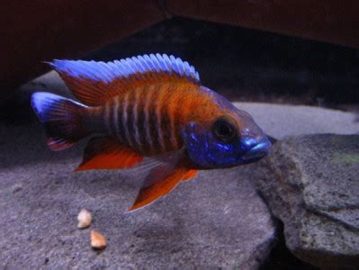 Red Peacock Cichlid - African Cichlids - Aulonocara sp | Tank Facts