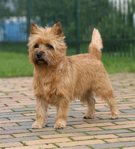 What Are the Best Tips for Grooming a Cairn Terrier?