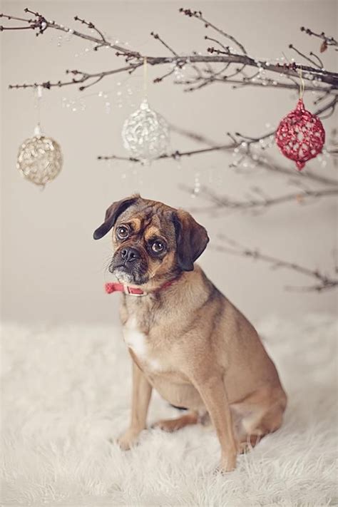 bernie2webb | Christmas photoshoot, Pet christmas pictures, Christmas pet photos