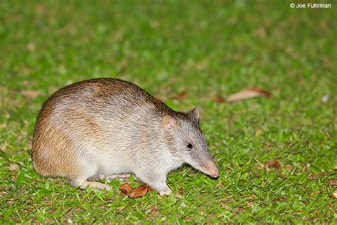 Northern Brown Bandicoot – Joe Fuhrman Photography