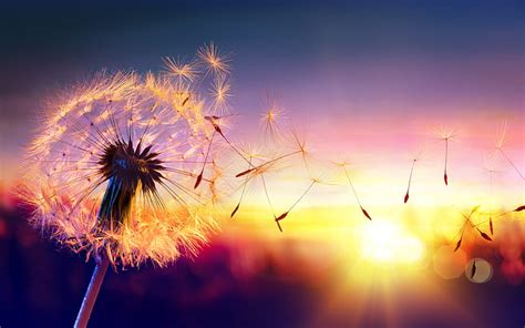 HD wallpaper: dandelion, sunset, seeds | Wallpaper Flare