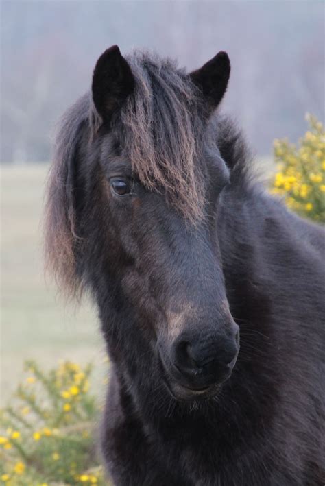 New Forest pony | Dieren, Paarden