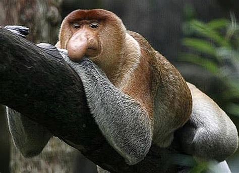 Proboscis Monkey - One Big Nose | Animal Pictures and Facts | FactZoo.com