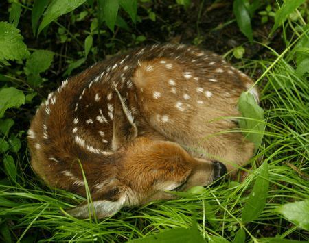 Sleeping animals, Whitetail deer pictures, Nature animals