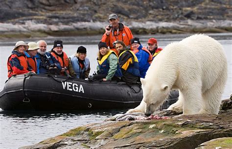 The polar bear kingdom of the Svalbard archipelago, Norway - Photo 13