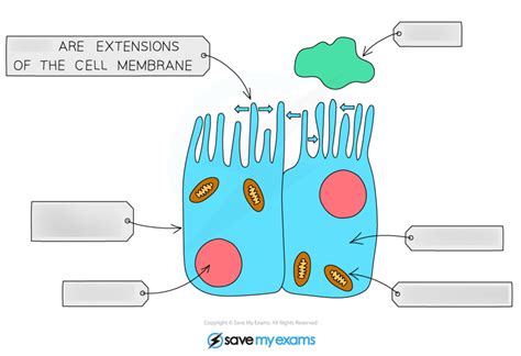 Diagram of Biology - Ciliated Cell | Quizlet