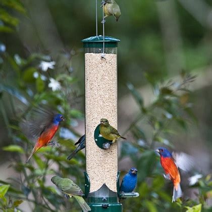 Summer Bird Feeding: the Case For and Against • The National Wildlife ...