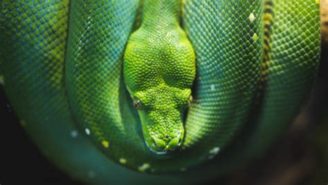 Green Tree snake python HD wallpaper | 4K UHD, desktop background, reptile, picture,