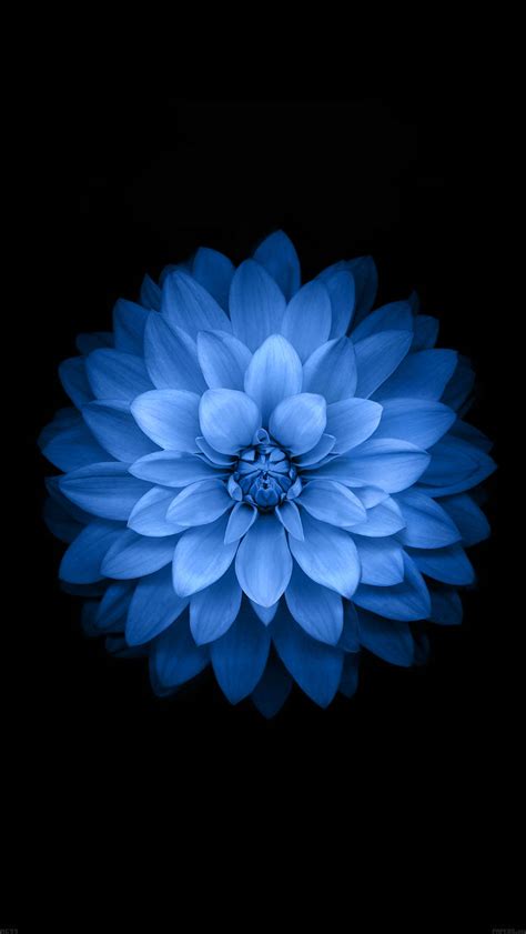 Download Blue Flower iOS 6 Wallpaper | Wallpapers.com