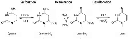 Bisulfite Conversion Kit for DNA Methylation Analysis