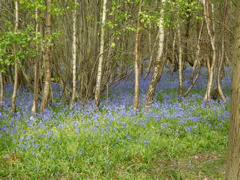 cheviots: Bluebell woods