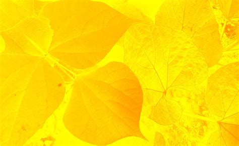 Yellow Orange Leaf Background Image: 1000+ Free Download Vector, Image ...