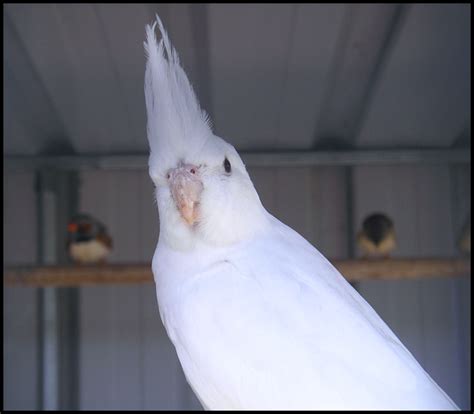 Cockatiel Mutations - Cockatiels As Pets