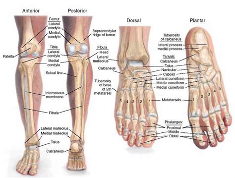 Structure of skeleton of the foot, Tarsals, Metatarsals and Phalanges | Science online