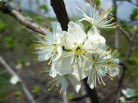 Tree Flowers