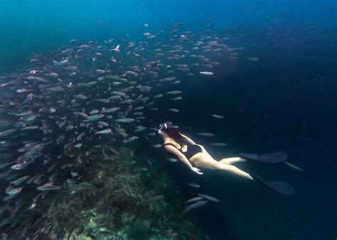 Snorkeling in Moalboal: How To See The Moalboal Sardine Run