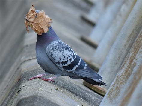 The magnificent finalists of the Comedy Wildlife Photography Awards 2021