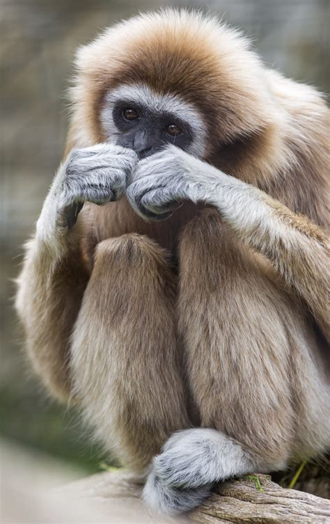 Eating gibbon | This gibbon was eating something, but I don'… | Flickr