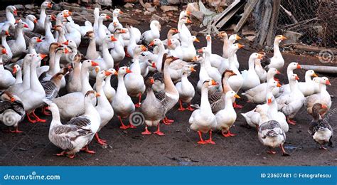 Goose On Farm Stock Image - Image: 23607481