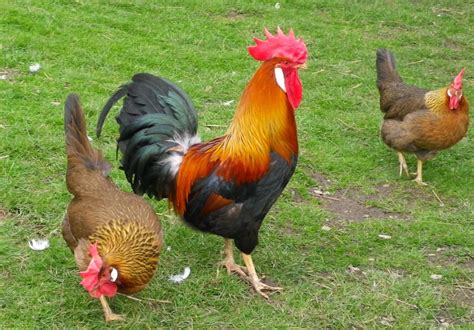 What chickens can live in a hot environment? | Page 2 | BackYard ...