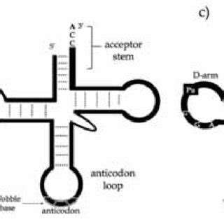 tRNA structures before and after 5' and 3' end processing. Panel a)... | Download Scientific Diagram