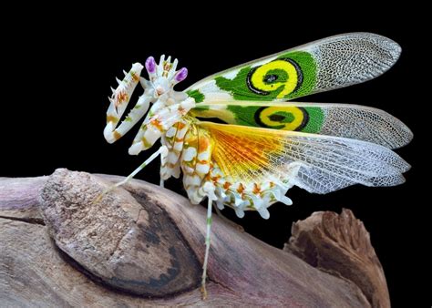 A woman found an incredible flower-like bug that looks like a work of art | Praying mantis ...