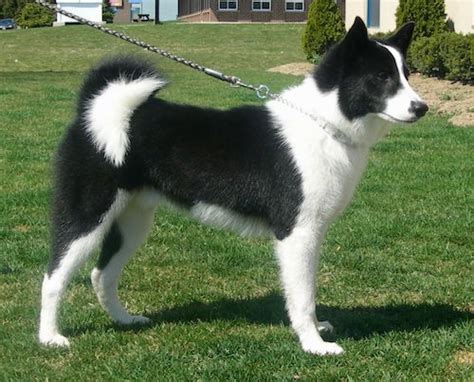 Karelian Bear Dog Breed Information and Pictures