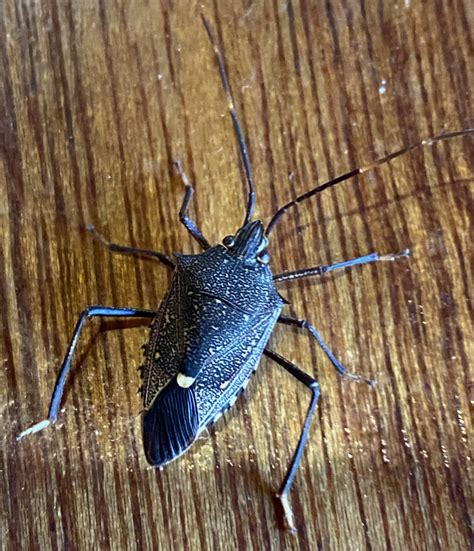 Shield Bug • Flinders Ranges Field Naturalists