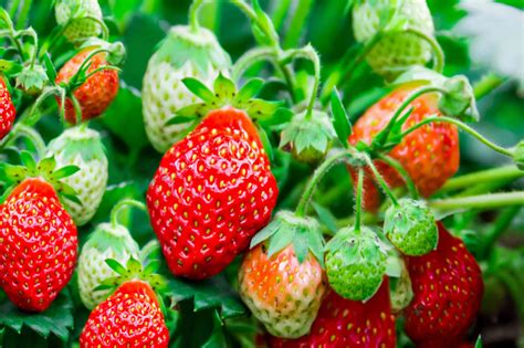 Strawberries: Plant Care & Growing Guide