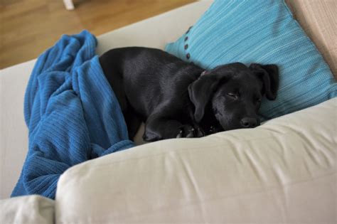 The hard life of puppy....black labrador retriever puppy sleeping on the couch. | Sleeping ...