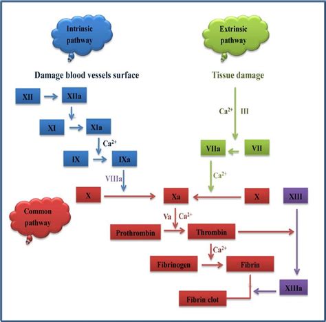 Fig. 1. Schematic of the coagulation cascade. Activation of both ...