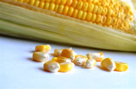 Free picture: food, corn, kernel, grain, seed, vegetable