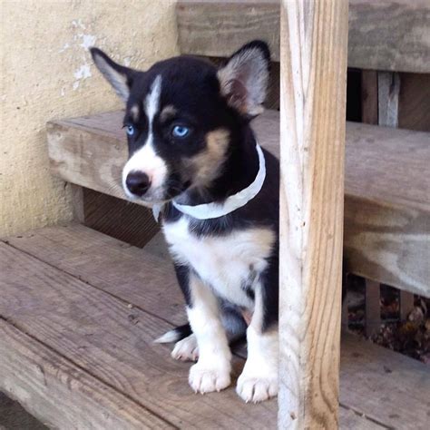 Husky Aussie Mix Puppies - Adoption Information - Husky House